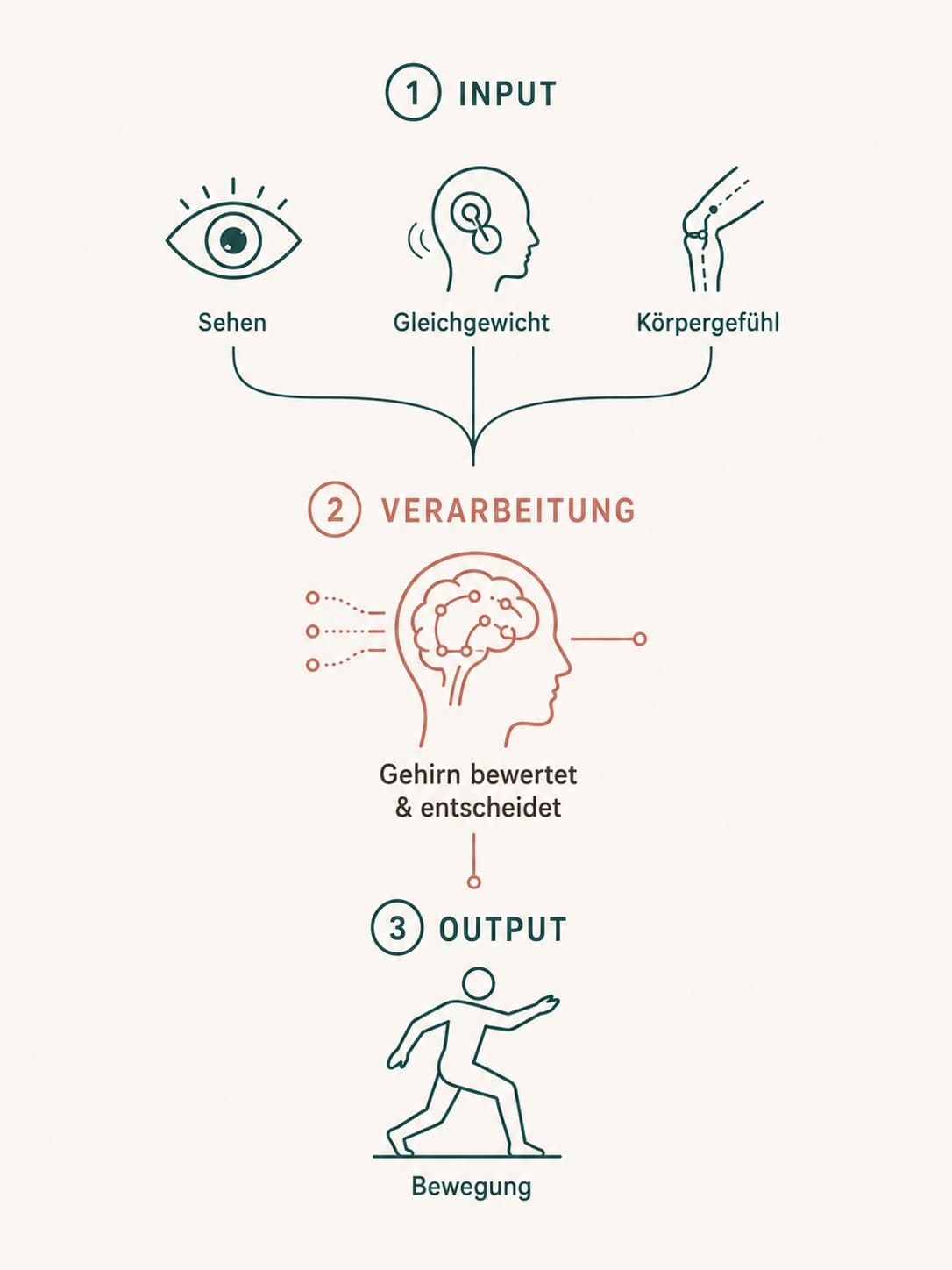 Grafik: Input (Sehen, Gleichgewicht, Körpergefühl) fließt ins Gehirn, das bewertet und entscheidet (Verarbeitung), daraus entsteht Output (Bewegung)